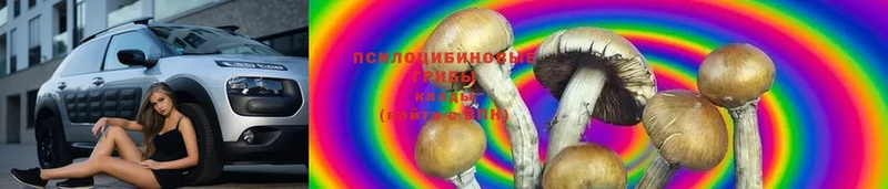 Галлюциногенные грибы GOLDEN TEACHER  где продают   Демидов 